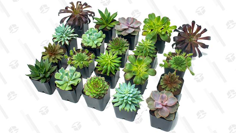 Pack de 20 cactus | $40 | AmazonGráfico: Chelsea Stone